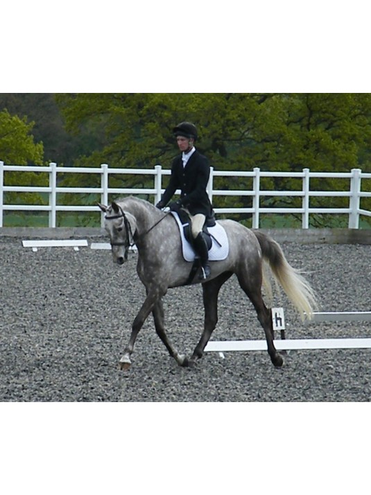 Felix GPJ Saddle image 2