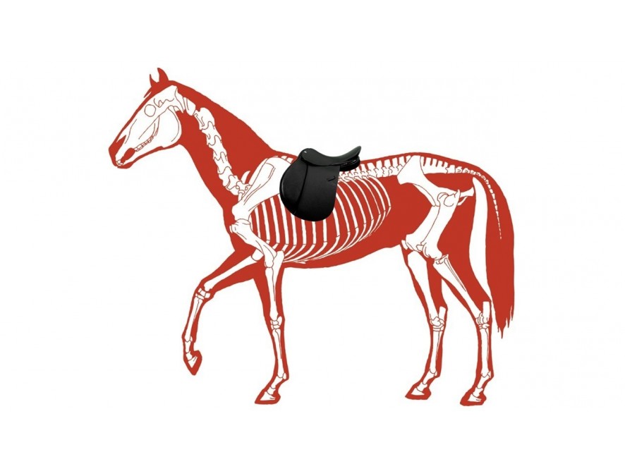 Now he shows unrestrained joy and motivation under saddle . Thank you!