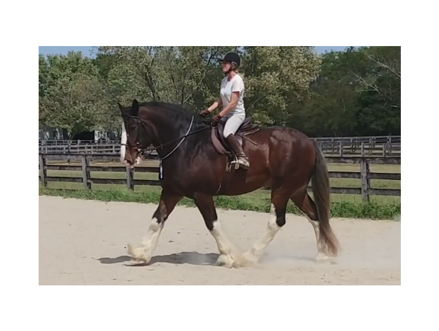 The care and love BALANCE has for our horses is astounding!