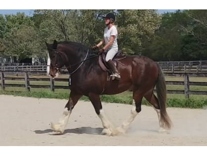 The care and love BALANCE has for our horses is astounding!